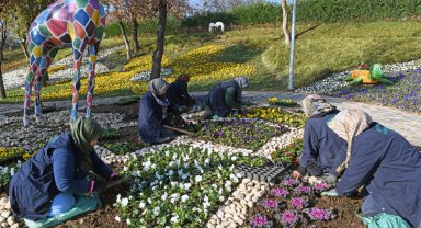 Bursa Osmangazi'de 300 bin kış çiçeği toprakla buluşuyor