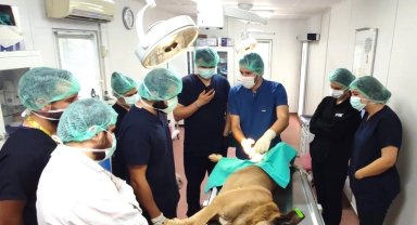 Bursa'da üniversite işbirliğinde 155 can dostu kısırlaştırıldı