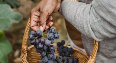 Çevre dostu kozmetikte yeni dönem... Üzüm posası güzellik sektörüne çığır açtı