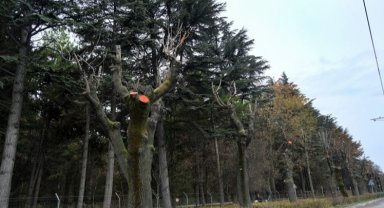 Eskişehir Büyükşehir'den ağaçlara kış bakımı