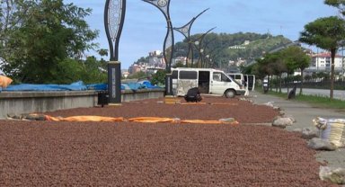 Fındık Giresun'da mekanları değiştirip dönüştürüyor