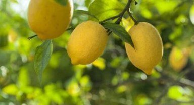 Kasım'da fiyat farkı 'limon' sıktı!