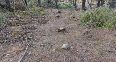 Keşan Sarıkız'da ağaç katliamı! Bu ağaçları kim ve ne için kesti?