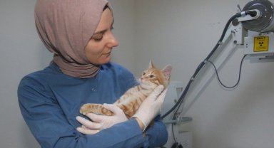 Kocaeli Büyükşehir patili dostlara sahip çıkıyor