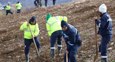 Kocaeli'de 4 bin ağaç toprakla buluşturuluyor