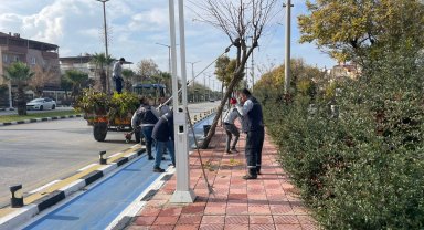 Manisa'da budama çalışmaları sürüyor