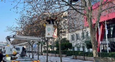 Manisa'da çınar ağaçlarına kış bakımı