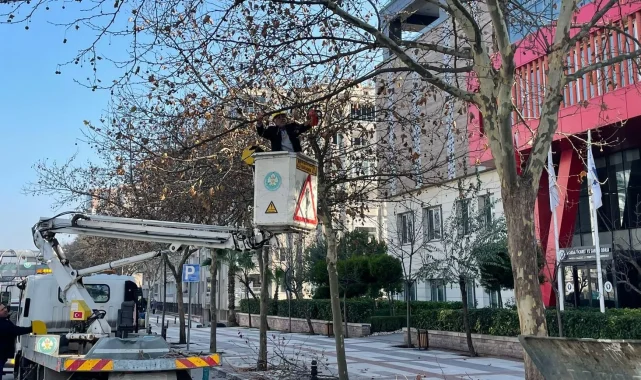 Manisa'da çınar ağaçlarına kış bakımı