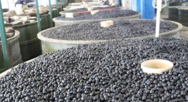 Marmarabirlik'in yeni ödeme belli oldu... Zeytin üreticisine üçüncü dilim ödemeler 6 Aralık'ta