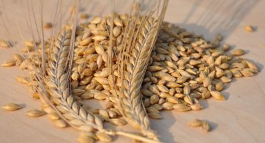 TMO'dan arpa ve yulaf satışı