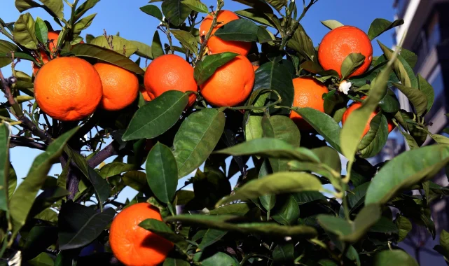 Antalya'dan Kardeş kente turunç ve kamkat fidanı