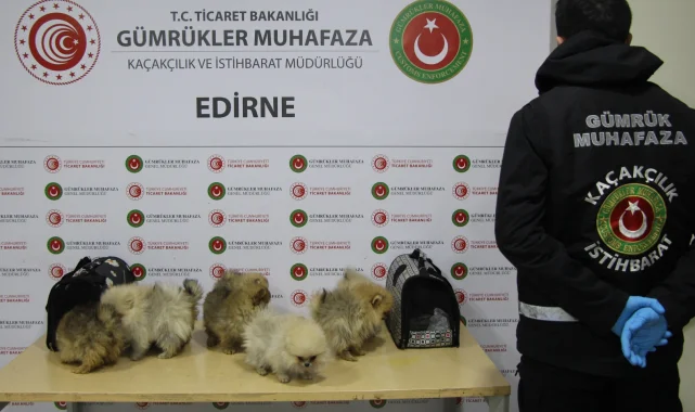 Kapıkule'de bagajdan kaçak köpekler çıktı!