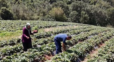 Osmaniye'de 128 haneye 6,8 milyon TL'lik tarımsal destek