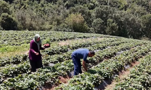 Osmaniye'de 128 haneye 6,8 milyon TL'lik tarımsal destek