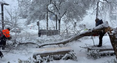 Ordu'da şiddetli kar, ağaçlara zarar verdi
