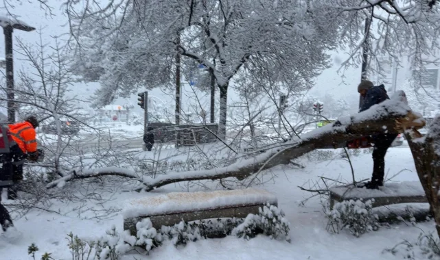Ordu'da şiddetli kar, ağaçlara zarar verdi