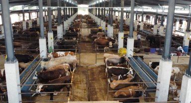 Bursa İnegöl'de hayvan pazarının kotra ihale tarihi netleşti