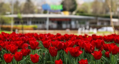 Bursa'da parklar lale ve çiçeklerle renklendi