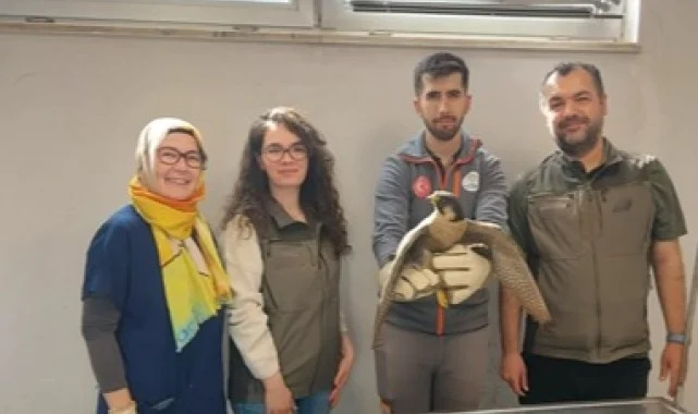 Denizli Büyükşehir Belediyesi yaralı akdoğanı hayata döndürdü