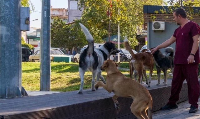 İzmir'in 11 ilçesinde sahipsiz hayvan sayımı tamamlandı
