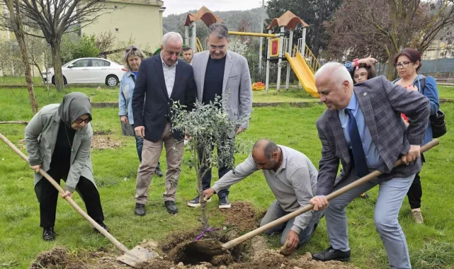 Kocaeli'de zeytin ağaçları toprakla buluştu
