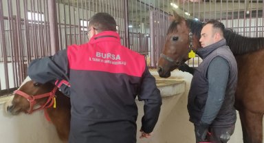 Tay tescil işlemleri Bursa'da sürüyor