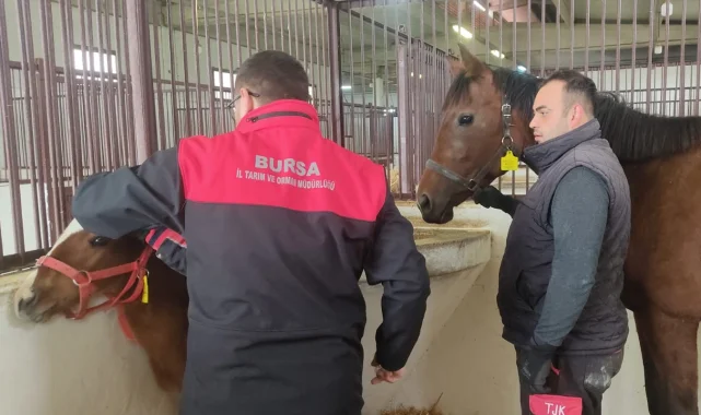 Tay tescil işlemleri Bursa'da sürüyor