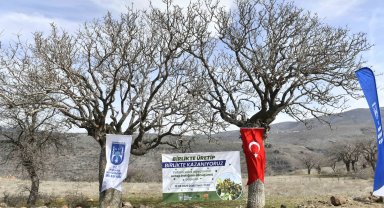 Yabani sakız ağaçları Ankara fıstığı olacak!