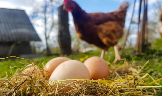 Yumurta üretimi azaldı! Tavuk eti üretimi arttı!
