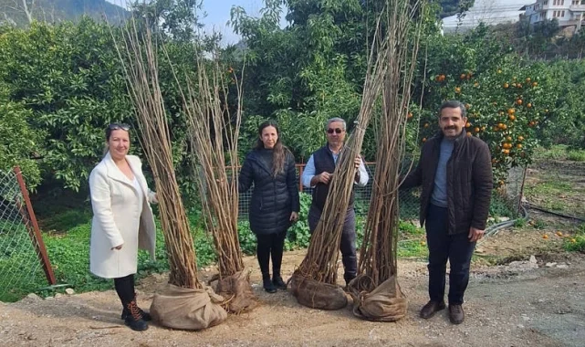 Antalya Büyükşehir'den dut fidanı desteği
