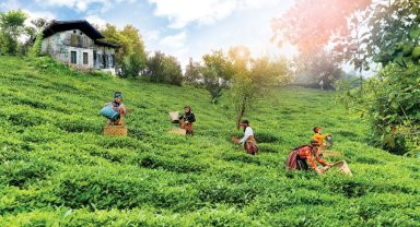 Çay topraklarına can suyu... Rize, Trabzon ve Artvin'de çay bahçelerinde verim arttı