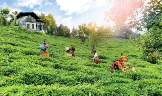 Çay topraklarına can suyu... Rize, Trabzon ve Artvin'de çay bahçelerinde verim arttı