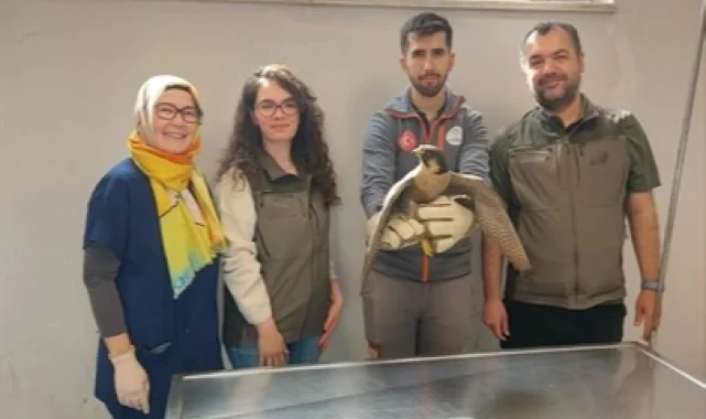 Denizli Büyükşehir yaralı akdoğanı hayata döndürdü