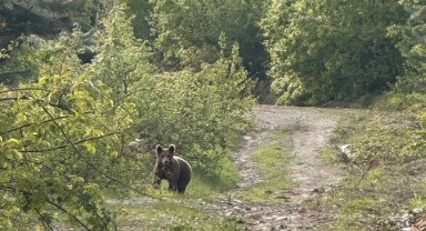 Düzce Kaynaşlı'da piknik yapanların sürpriz misafiri!