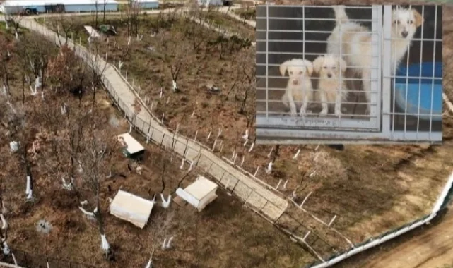 Edirne Keşan'da yeni hayvan barınağında tepki çeken uygulama!