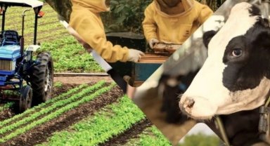 Çiftçiye 3,3 milyar TL'lik destek ödemeleri hesaplarda