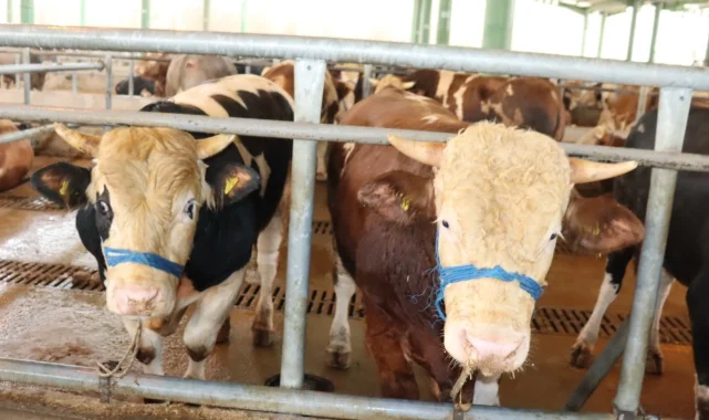 İzmit'te kurbanlık satışları başladı