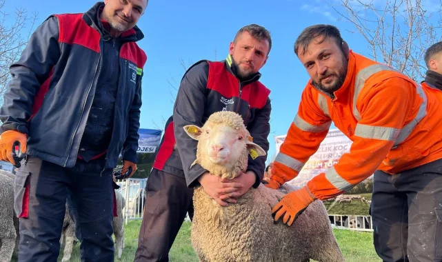 Kocaeli Büyükşehir'den üreticilere damızlık koç desteği