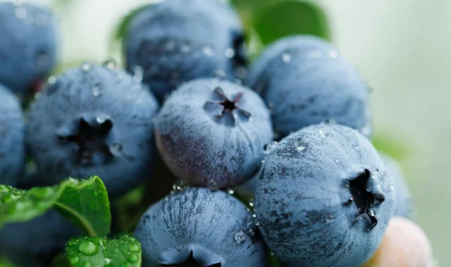 Yaban Mersini üreticileri için Bursa'da tek çatıda... Uludağ Blueberry Birliği kuruldu