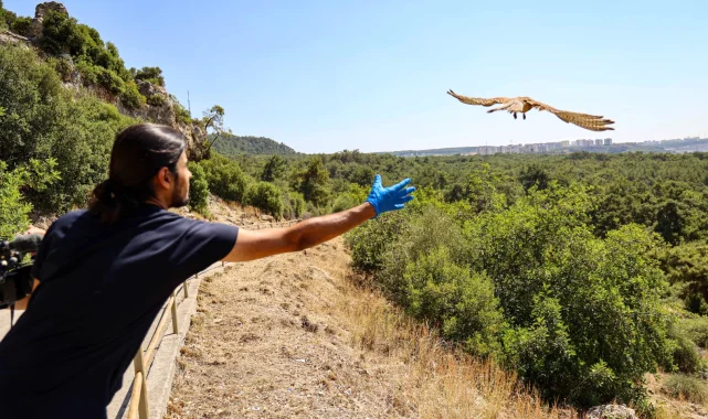 Antalya'da tedavisi tamamlanan kerkenezler doğaya salındı