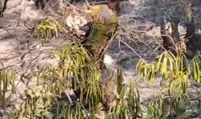 Düzce'de orman yangını korkuttu!