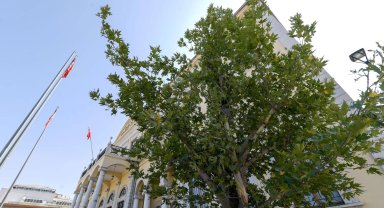 İzmir'in yeni sembolü olacak... Konak'a 'Doğu Çınarı' dikildi
