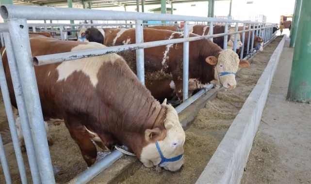 İzmit'teki hayvan pazarı bu yıl da ilgi gördü