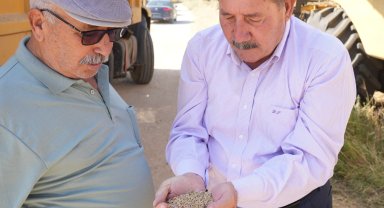 Muğla Milas Belediyesi karakılçık buğday hasadı gerçekleştirdi