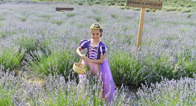 Ata Çiftiği'nde lavanta hasadı