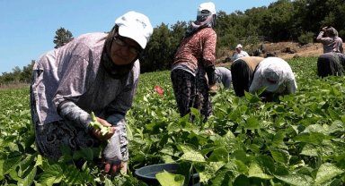 Badalan fasulyesi toprakla buluştu, çiftçilerin yüzü güldü