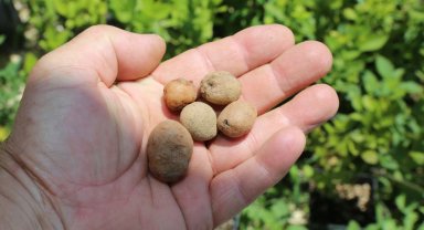 Bursa'da organik salep üretimi başlıyor