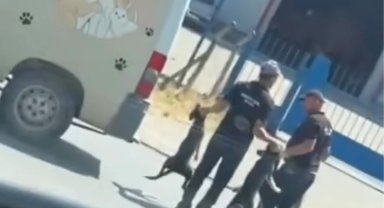 Düzce'de sokak köpeklerinin toplanma görüntüleri sosyal medyada tepki çekti