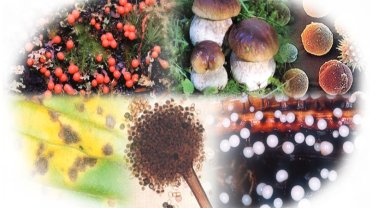 Gıdalardaki bitki toksinlerine ilişkin numunelere AB uyumu