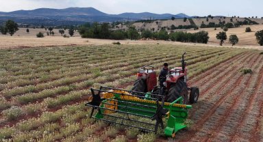 Güneysınır'da kekik hasadı: Kuraklığa dirençli tarımda yeni dönem